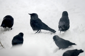 kauw (Coloeus monedula) 1-2025 2841